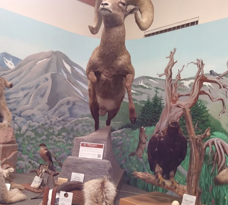 Durango Wildlife Museum (Durango,&nbspCO)